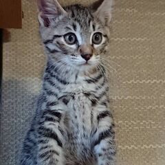 里親様募集！　サバトラ生後3か月♂