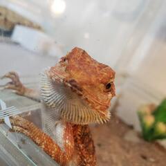 爬虫類 小動物どっちも好き - 福生市
