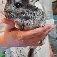 爬虫類 小動物どっちも好き - 友達