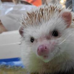 爬虫類 小動物どっちも好き − 東京都