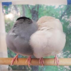 爬虫類 小動物どっちも好き - メンバー募集