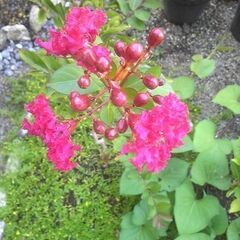 百日紅 サルスベリ ペチートレッド 樹高0.6m 赤花(濃ピンク...