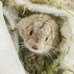 小動物　ステップレミング　お譲りします
