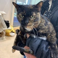 人が大好きで物怖じしない賢いサビにゃん😻