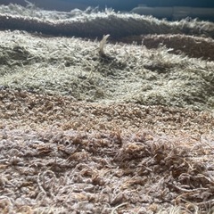 アーバンリサーチ カーペット の画像