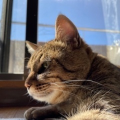4歳　甘えん坊　とら猫くん