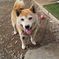 【ご協力ありがとうございました。】ワンちゃん探しています（柴犬　メス）