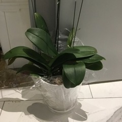 胡蝶蘭株をお譲りします