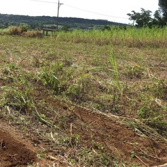 宮古島の更地です