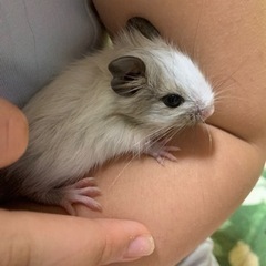 デグーマウス里親募集🐭里親決まりました♡♡