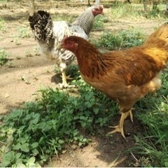 動物好き、集まれ〜!軍鶏(しゃも)G養鶏場でからだ動かそー！