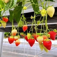 いちご狩り一緒に行きませんか？🍓