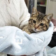 ふっくらムチムチ　バケット君の画像