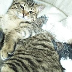 ふっくらムチムチ　バケット君 - 猫