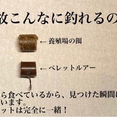 ペレットルアー兼フライ　5個セットの画像