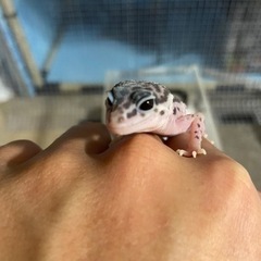 爬虫類友達になってください✨ - 高崎市
