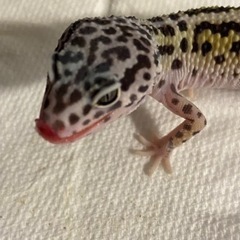爬虫類友達になってください✨