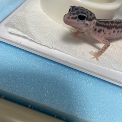 爬虫類友達になってください✨ - 友達