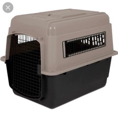 バリケン　大型犬　譲って/売ってください。