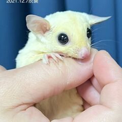 フクロモモンガ（リューシスティック）の販売