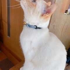 里親さん募集しております