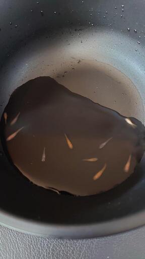 三色ラメめだか幼魚