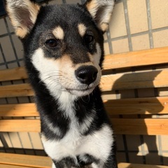 柴犬女の子里親募集中