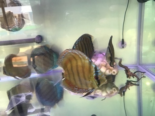 ワイルドクロス　ディスカス　若魚2匹