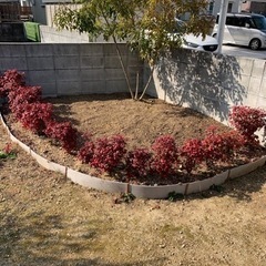 オタフクナンテン