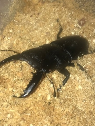 パラワンオオヒラタクワガタRR73ミリペア