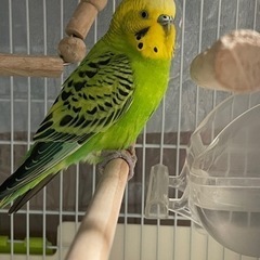セキセイインコ保護してます