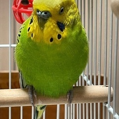 セキセイインコ保護してます - 川崎市