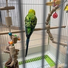 セキセイインコ保護してます - 教えたい