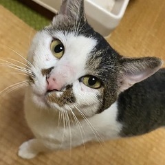 ㊗️心優しい里親さんに巡り会えました　白血病（陽性）スリスリ甘えん坊