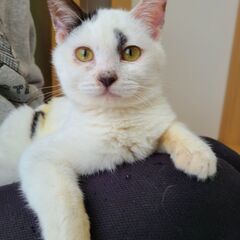 “ 譲渡交渉中 ”ダンボールに入れて置き去られた仔猫の、里親さん...