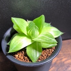 多肉植物（特に実生）好きさんの友達を募集します😊🌸