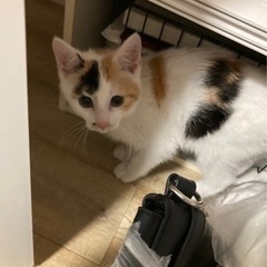 白い三毛猫３ヶ月のメス里親募集中！