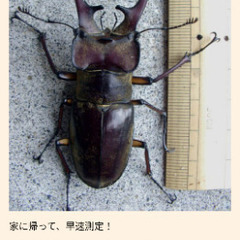 6月に向け、クワガタ採集に出かけませんか。