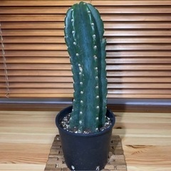 柱サボテン★ 鉢植え♪ 鬼面角 観葉植物