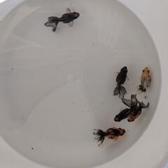 小さな金魚達の画像