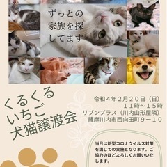 くるくるいちご犬猫譲渡会🐾令和4年2月20日