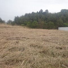 ガーデニング　家庭菜園　剪定　観葉植物　リフォーム　諦める前に見てくださいの画像