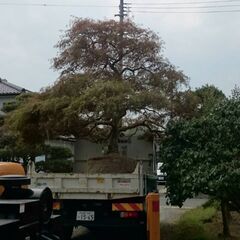 ガーデニング　家庭菜園　剪定　観葉植物　リフォーム　諦める前に見てくださいの画像