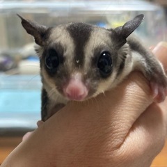 フクロモモンガ