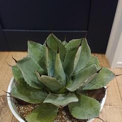 パリートランカータ 吉祥天 大株