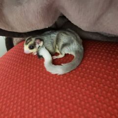 一旦募集締め切りますフクロモモンガ