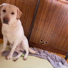 ラブラドールレトリバーと紀州犬のミックス犬 - 姫路市