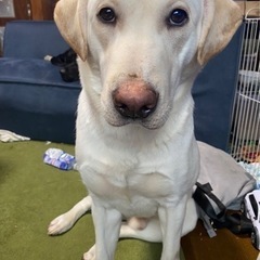 ラブラドールレトリバーと紀州犬のミックス犬 − 兵庫県