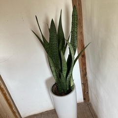 サンスベリア
