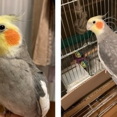 迷子の鳥　オカメインコを探しています。文京区、豊島区付近